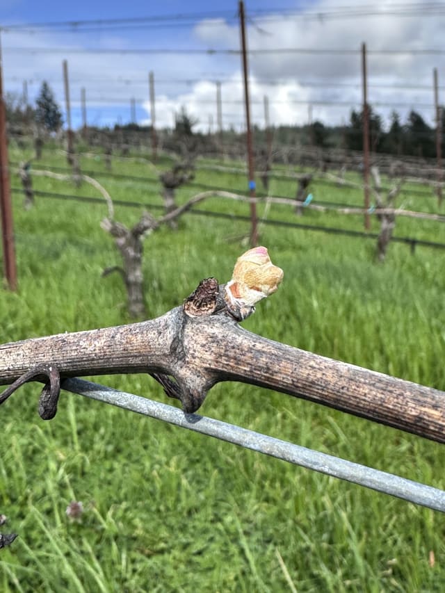 Slide Image. A developing Pinot Noir bud at the small vineyard of Compris in the Willamette Valley.