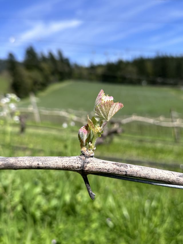 Slide Image. A small Pinot Noir bud opening at Compris Vineyard - this is called bud break.