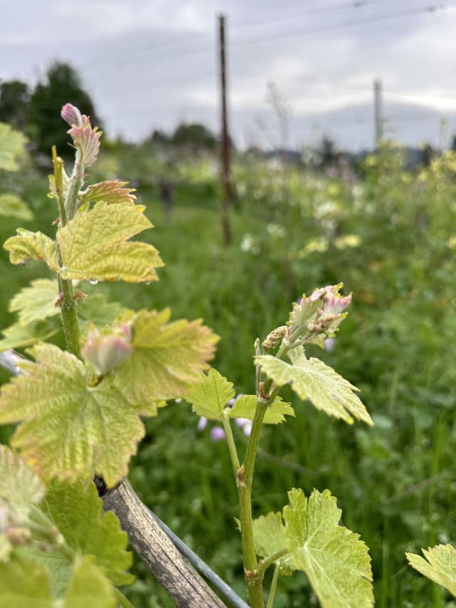 Slide Image. After bud break, the grapevines quickly start to grow at Compris Vineyard in Newberg, OR.