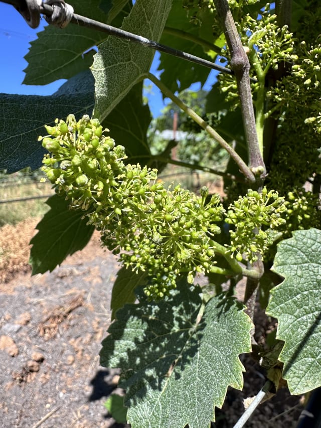 Slide Image. The flower clusters have started to flower - a sign that grape growth will happen next with Syrah grown at Compris Vineyard.
