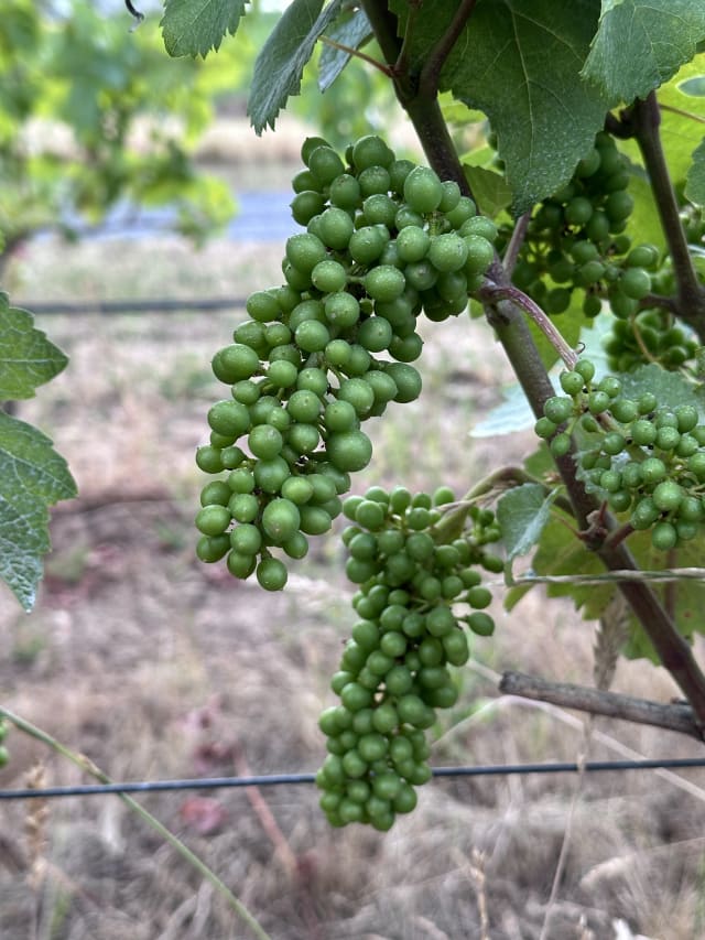 Slide Image. Grapes are well underway in their development, growing green and bigger by the day at Compris Vineyard.