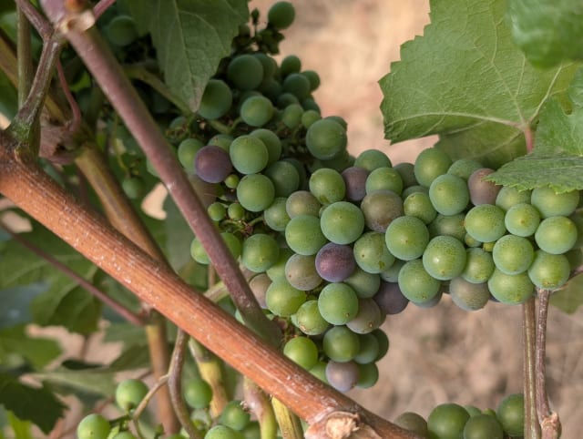 Slide Image. The grape clusters start changing color - a sign that they are riping at the boutique vineyard at Compris.