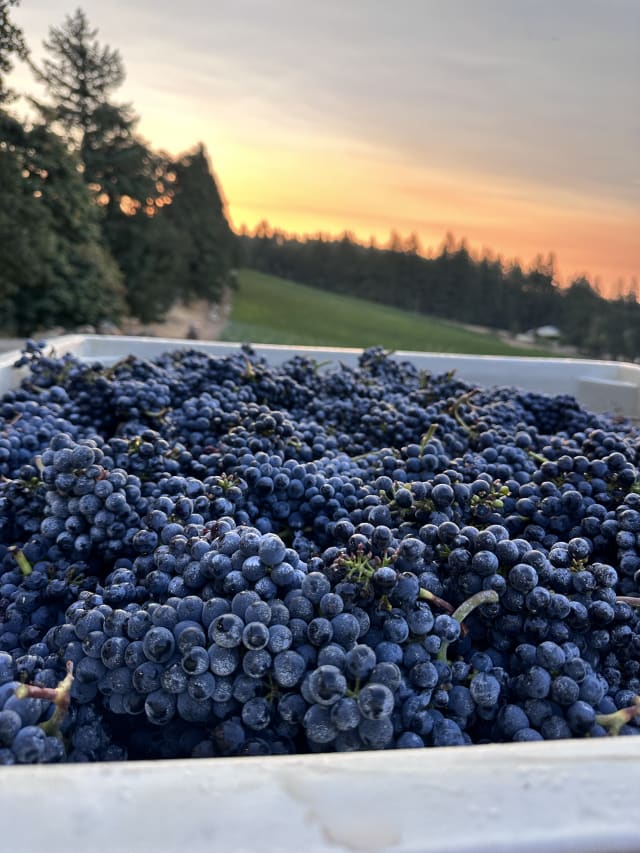 Slide Image. The ripe purple grapes have been picked and await sorting and destemming at Compris Vineyard.