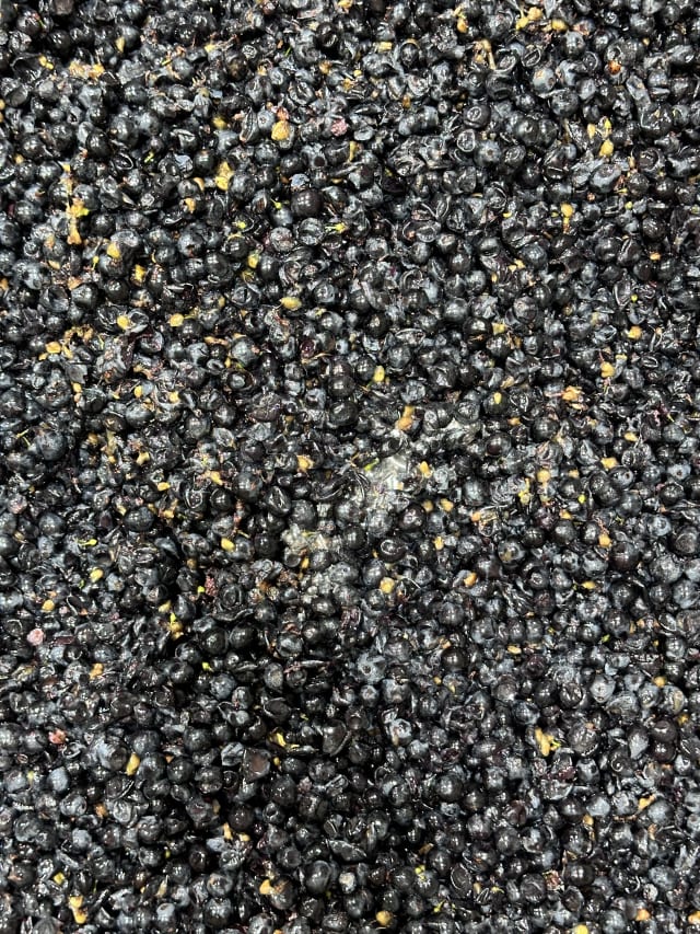 Slide Image. A bin of destemmed purple grapes, ready to begin fermentation at Compris Vineyard in the Willamette Valley of Oregon.