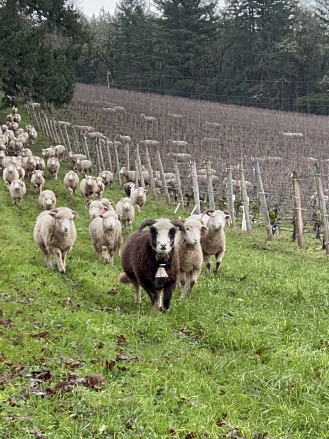 Heritage sheep grazing at Compris Vineyard in Newberg, Oregon, one of our regenerative practices.