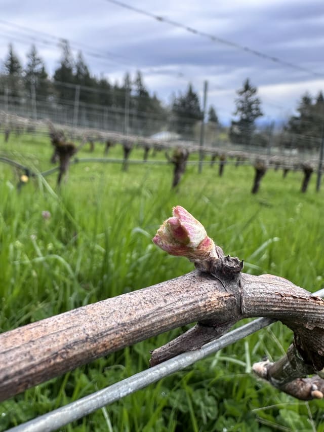 The first signs of bud break at Compris Vineyard in Newberg, Oregon.