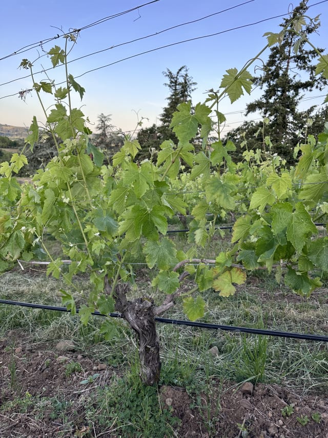 Vines quickly growing in the spring at Compris Vineyard.