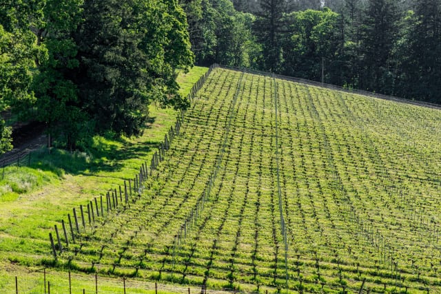 The oldest vines on Compris Vineyard, planted in 2000 in Pinot Noir.
