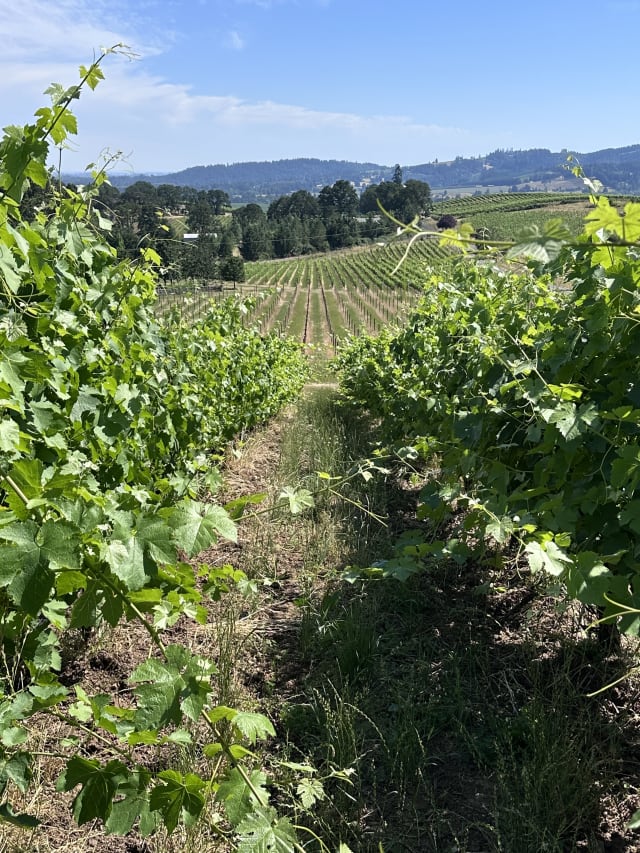 The happy, growing grapevines at Compris Vineyard with the Dundee Hills and Willamette Valley in the background.