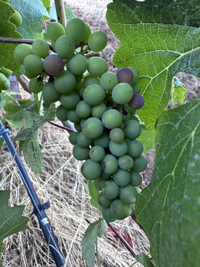 A Pinot Noir grape cluster begins to change color.