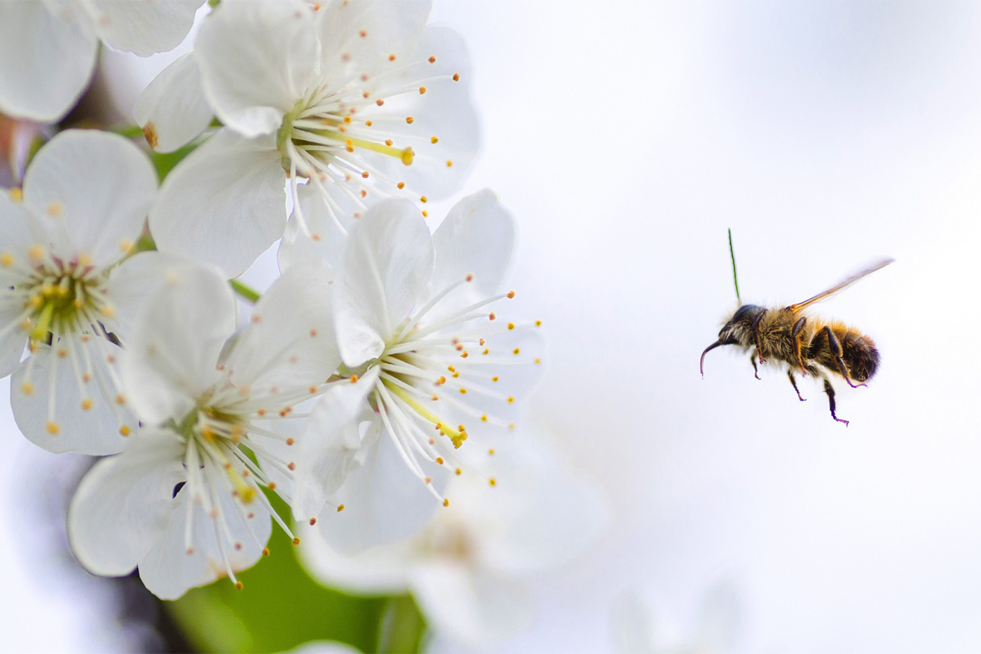 Manuka oil demand to increase during COVID times