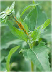 biodiversite