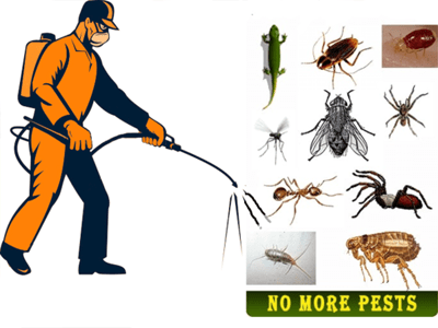 Pest Control Services in Bangalore
