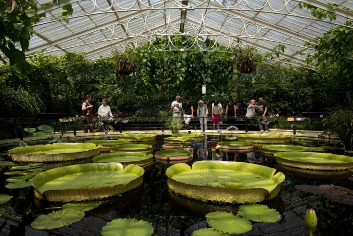 Buckingham Palace Garden - Wikipedia