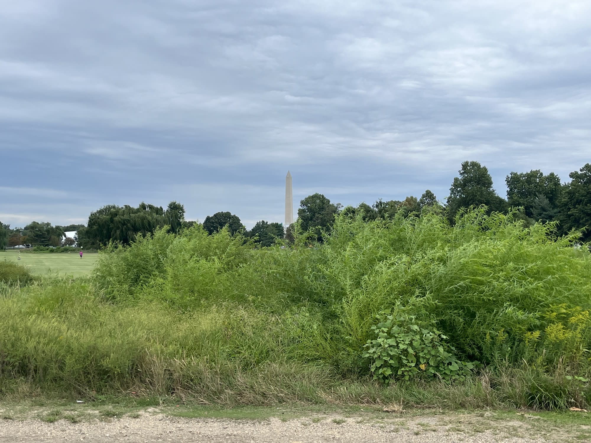 Tượng đài Washington nhìn từ sân golf East Potomac Golf Links, phía trước là những bụi cây mọc um tùm