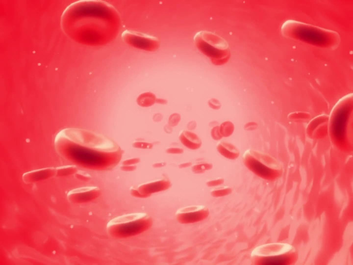 Cover image for Blood Circulation Animation