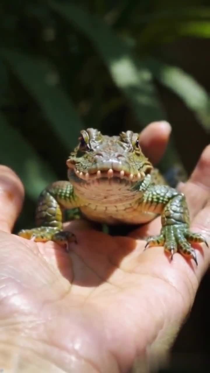 Cover image for AI generated tiny animals on human palm