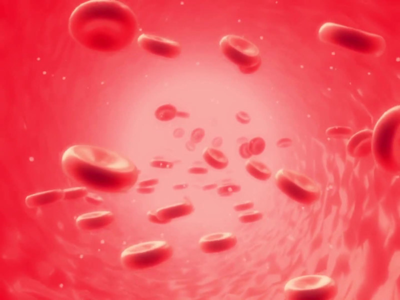 Cover image for Blood Circulation Animation