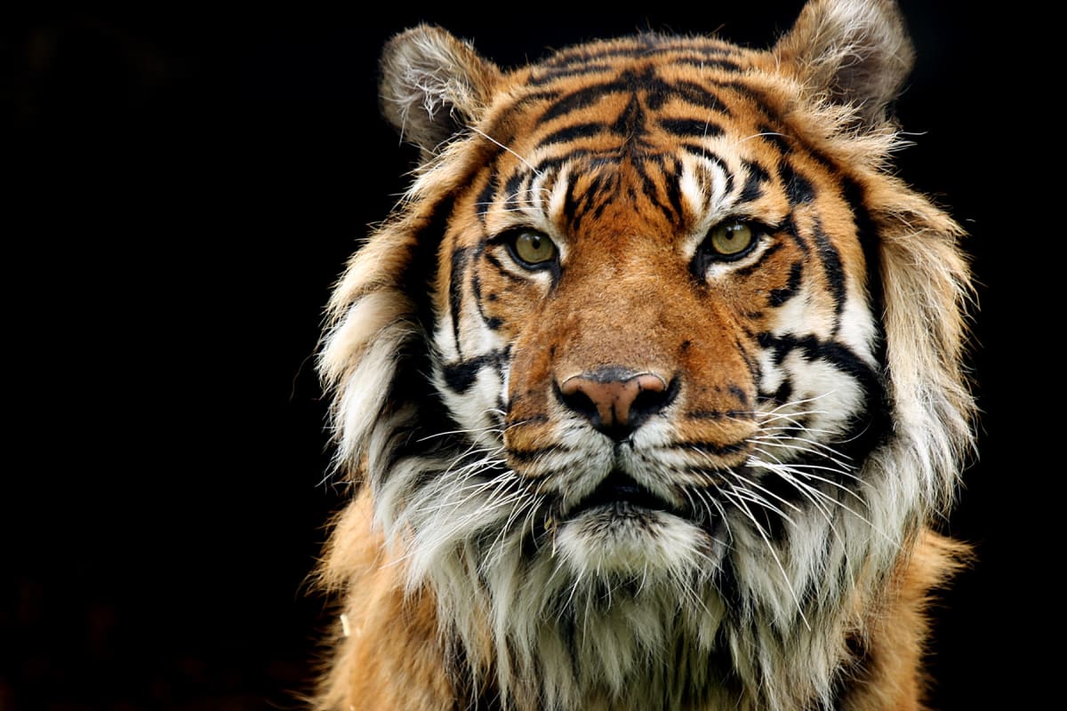 A tiger.