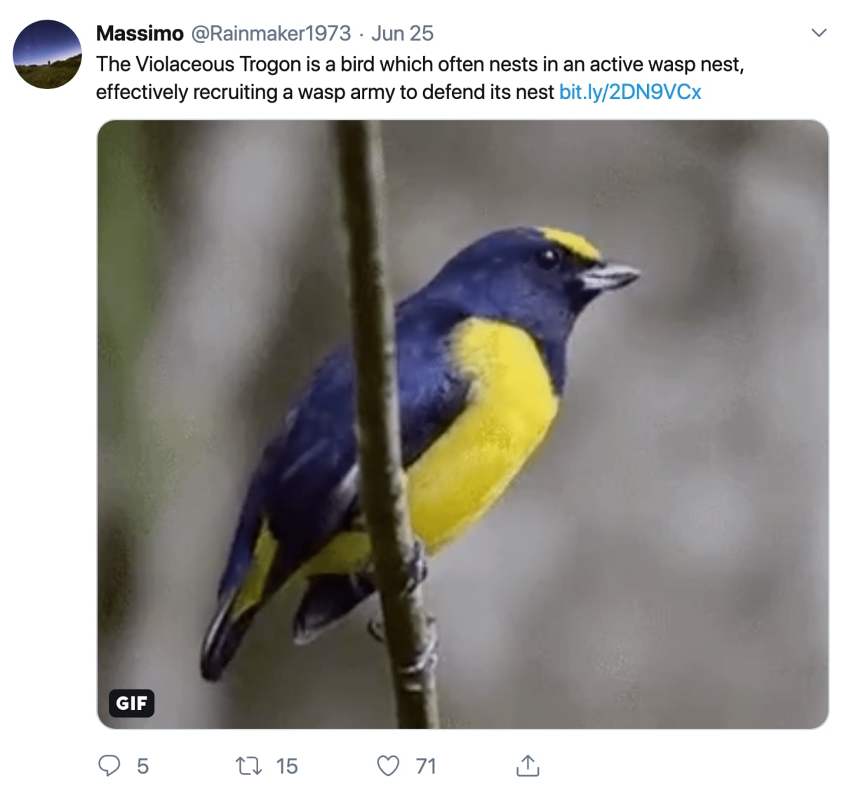 A photo of the Violaceous Trogon bird