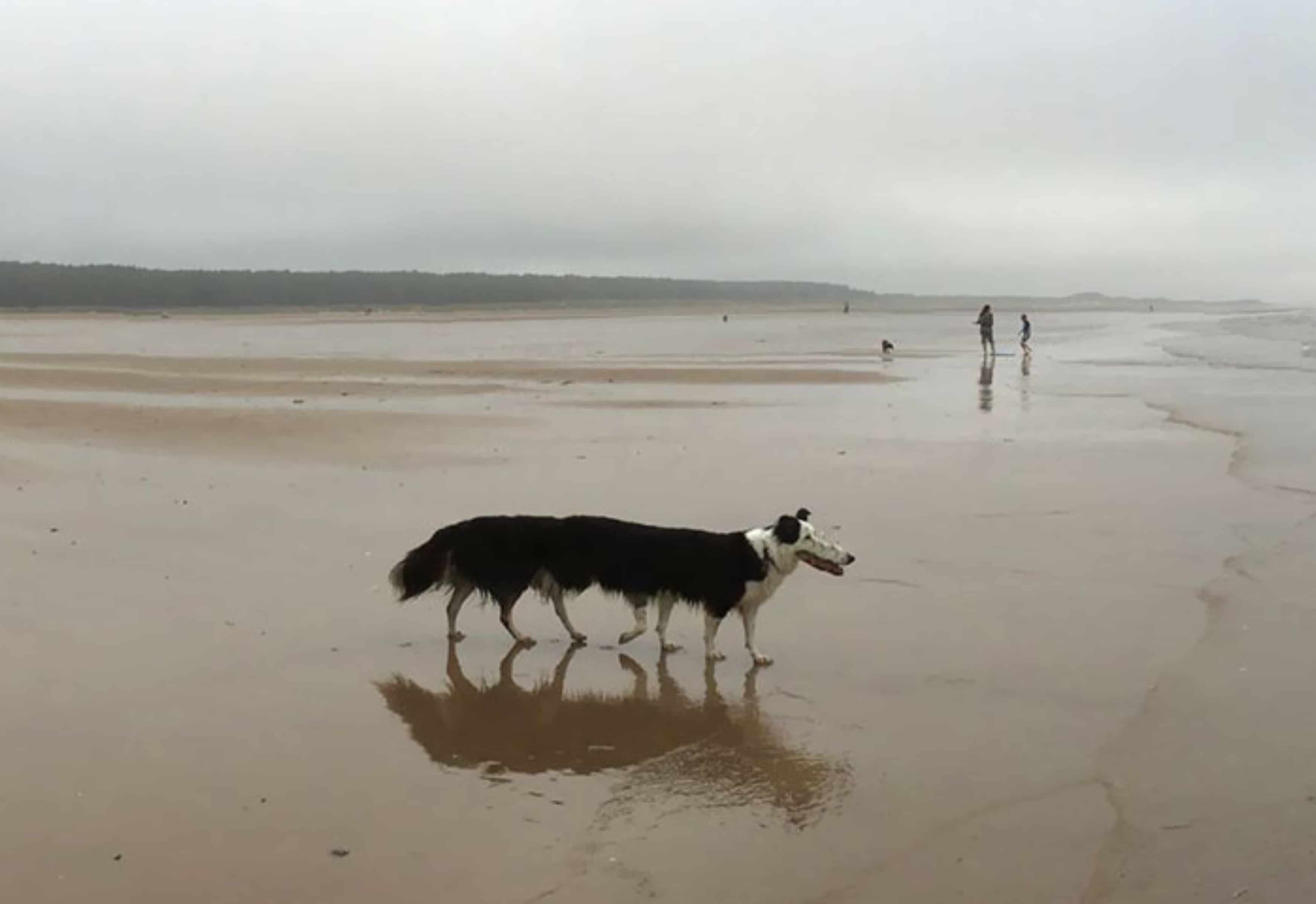 A distorted panoramic photo of a dog.