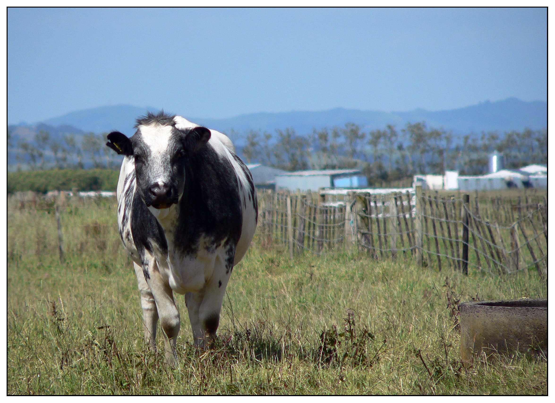 new-zealand-dairy-industry-controversy