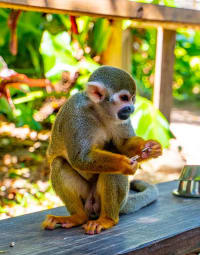 Monkeyland and Plantation tour Punta Cana — foto 3