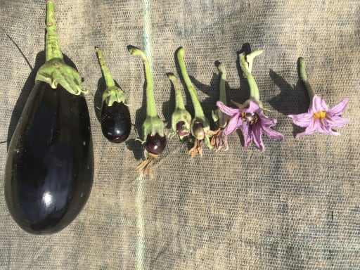 Auberginen
