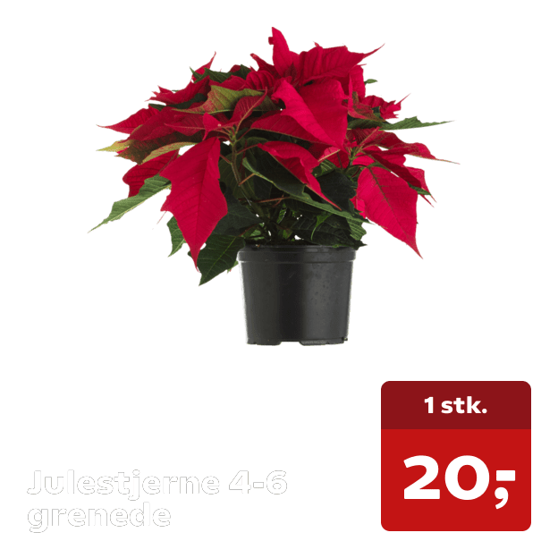 Julestjerne 4-6 grenede