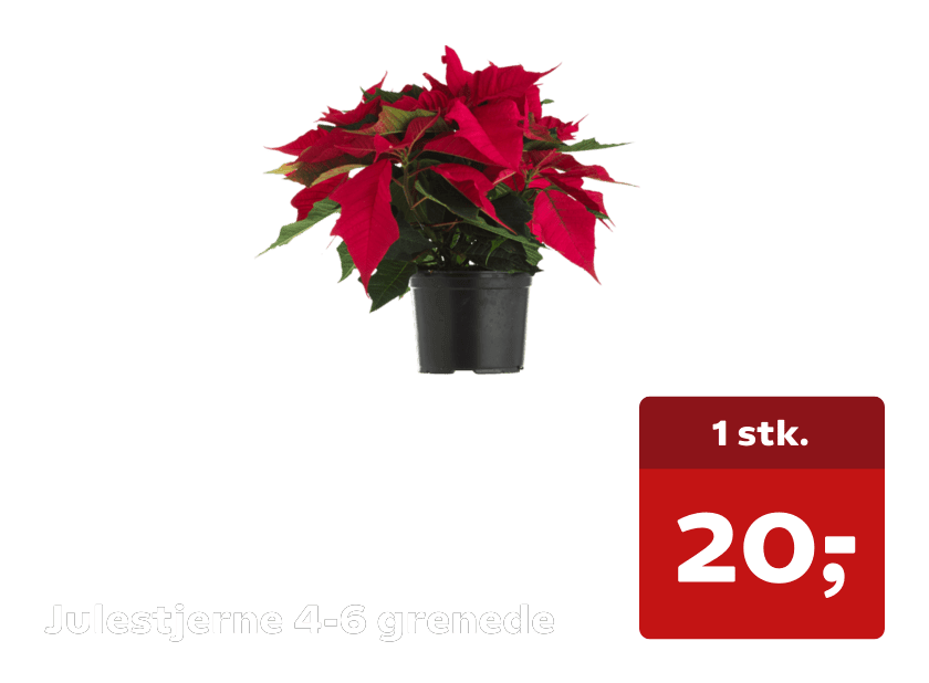 Julestjerne 4-6 grenede