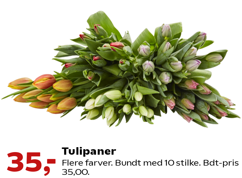 Tulipaner