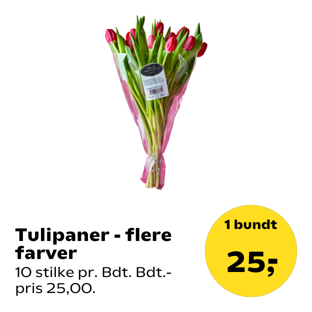 Tulipaner - flere farver