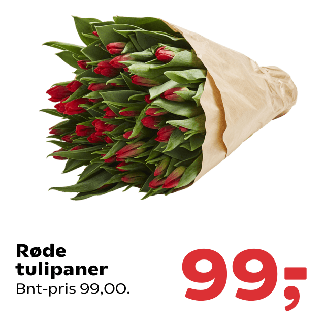 Røde tulipaner