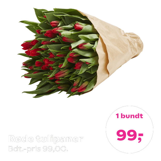 Røde tulipaner