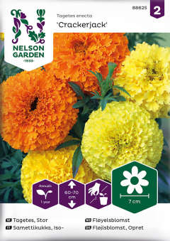 Tagetes Stor Crackerjack
