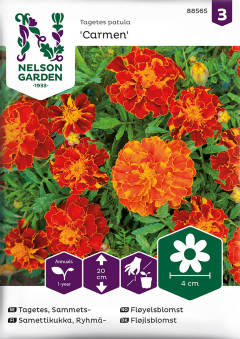 Tagetes Sammets Carmen