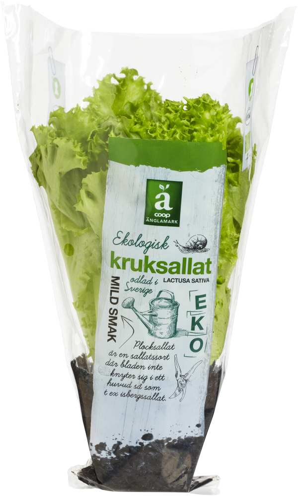 Sallat Grön Eko Kruka