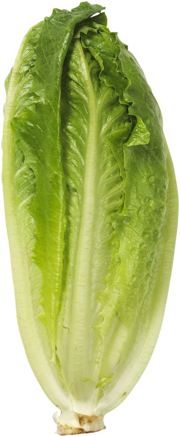 Sallad Roman