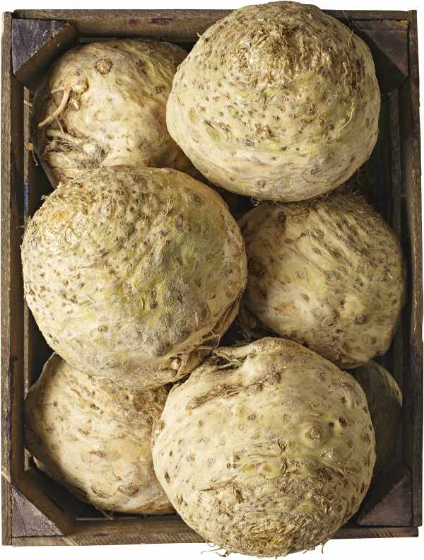Rotselleri