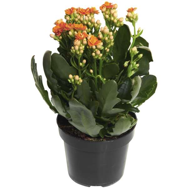 Kalanchoe Queen