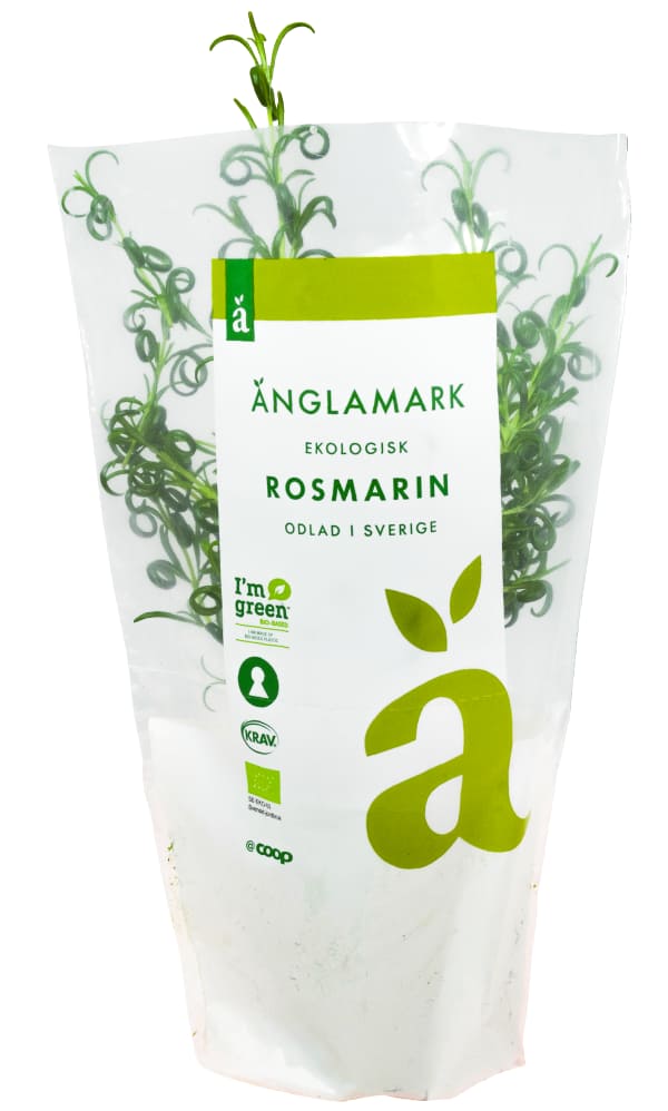 Rosmarin Kruka Eko