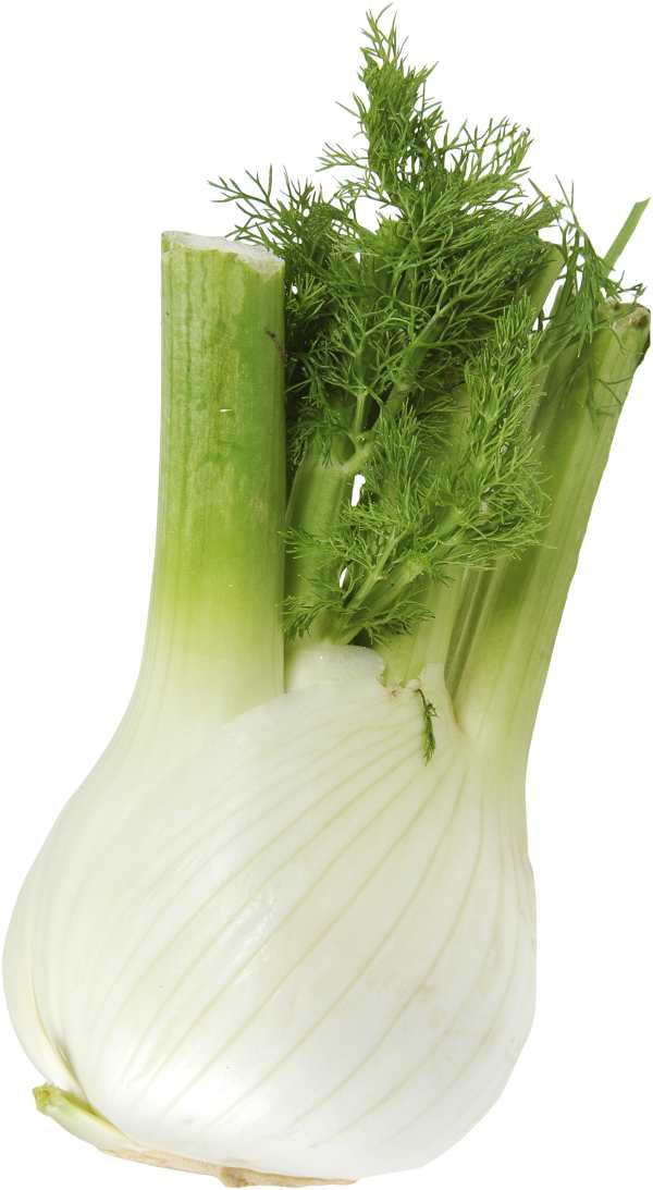 Fänkål