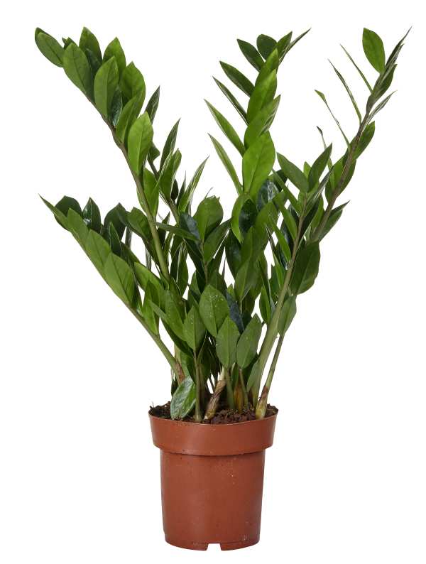 Garderobsblomma