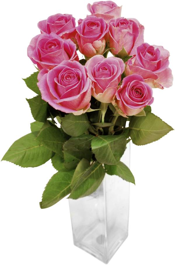 Rosor Säsongens färger Fairtrade 9-pack