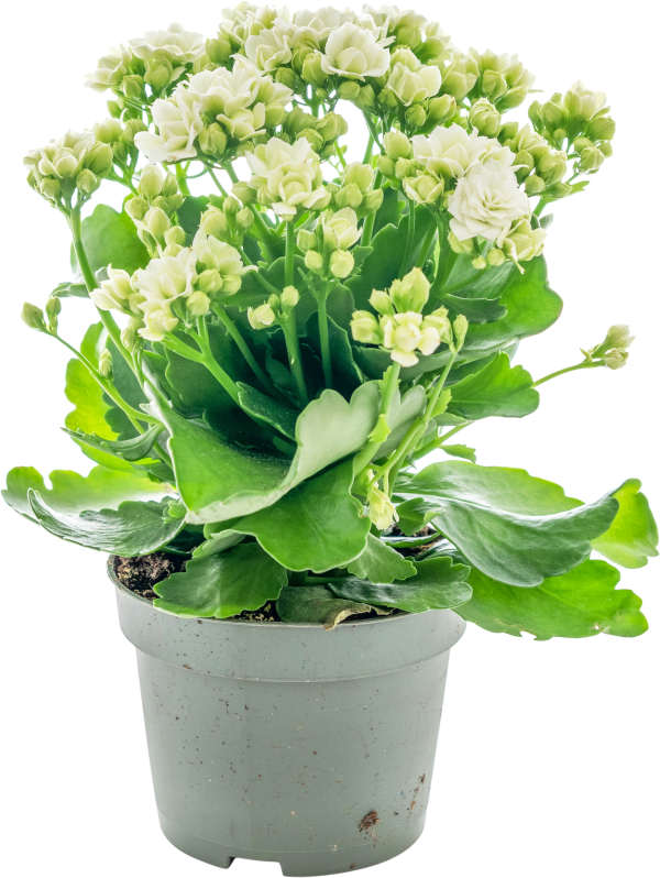 Kalanchoe Blossfeldiana Queen