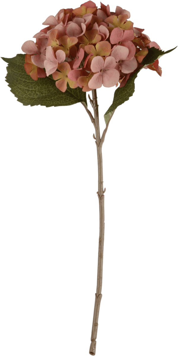 Sidenblomma Hortensia