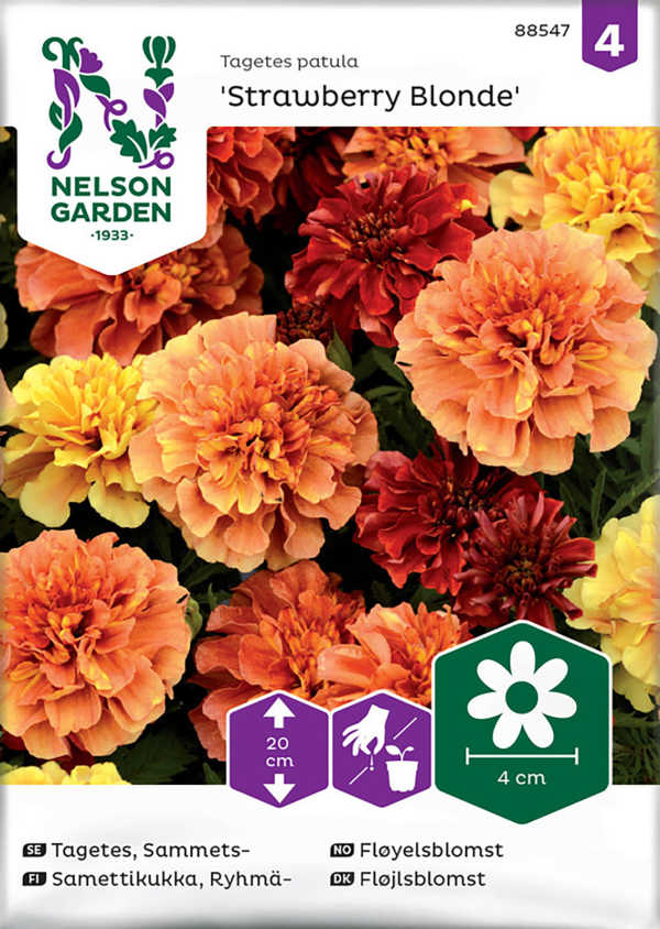 Tagetes, Sammets-, Strawberry Blonde