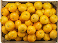 Satsumas