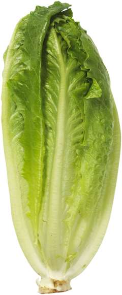 Sallad Roman