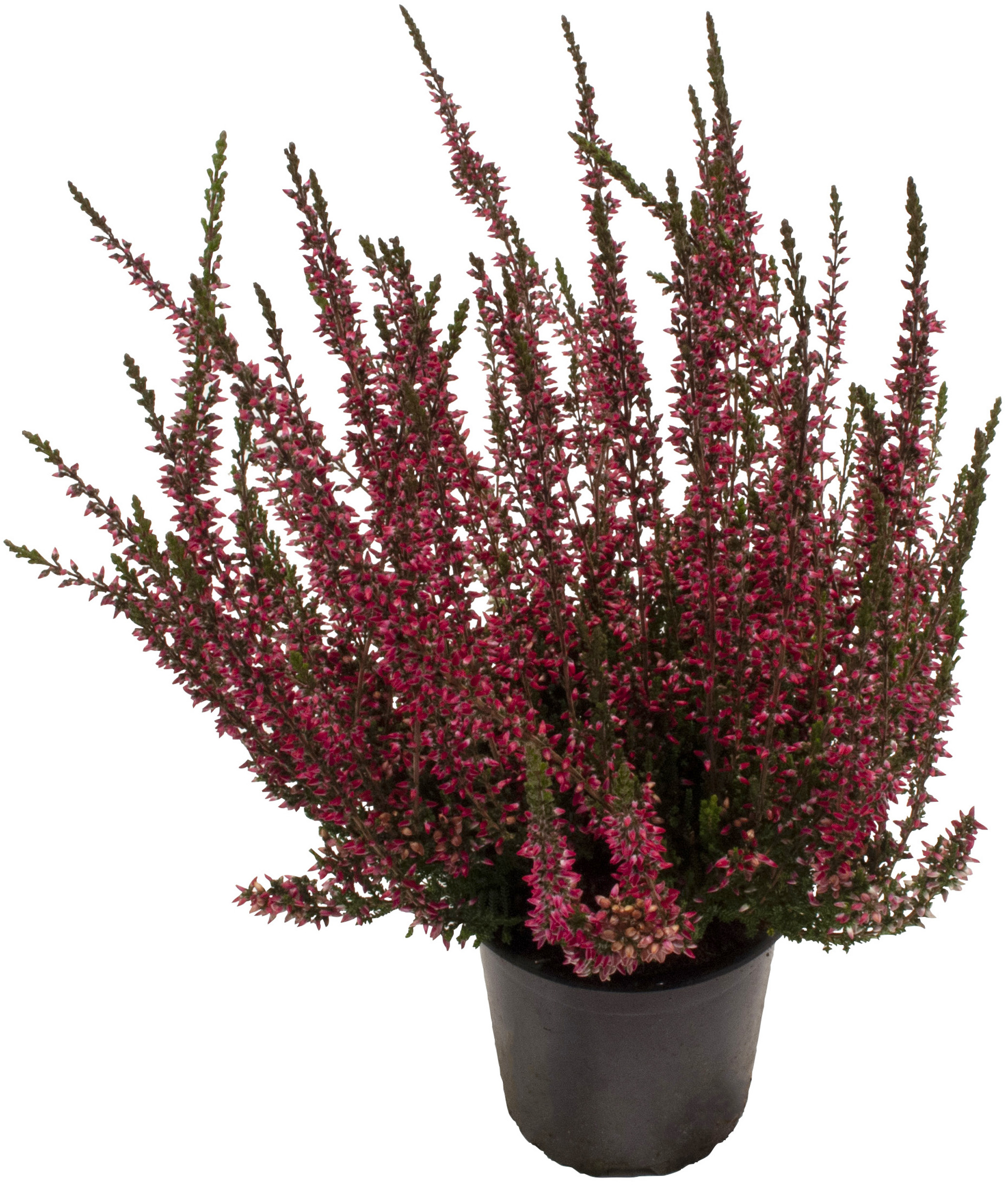 Ljung Calluna Garde